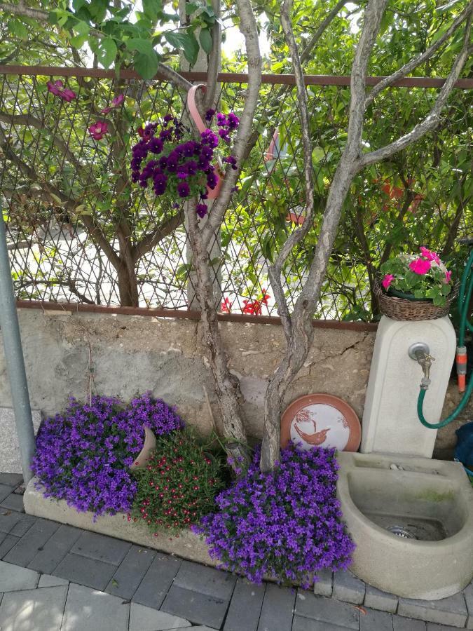 Apartment Vesna Zadar Zewnętrze zdjęcie